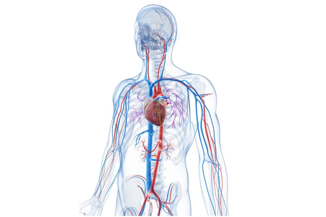 sistem cardiovascular sănătos după administrarea Blutforde